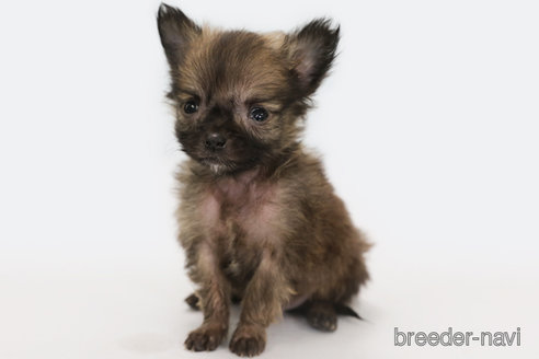 成約済の神奈川県のポメチワ:ポメラニアン×チワワ-284677の2枚目